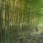 Heron\'S Path I